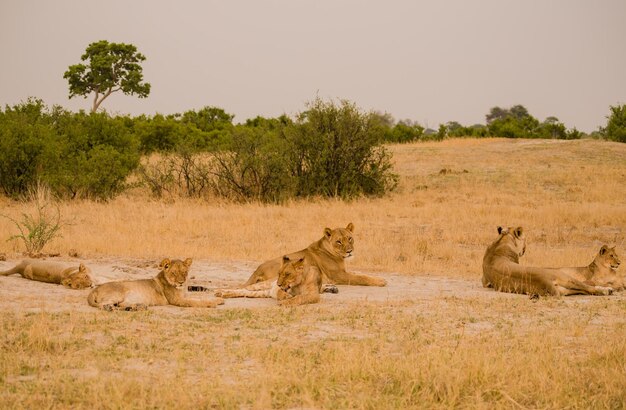 Photo vue rapprochée des lionnes sur le terrain