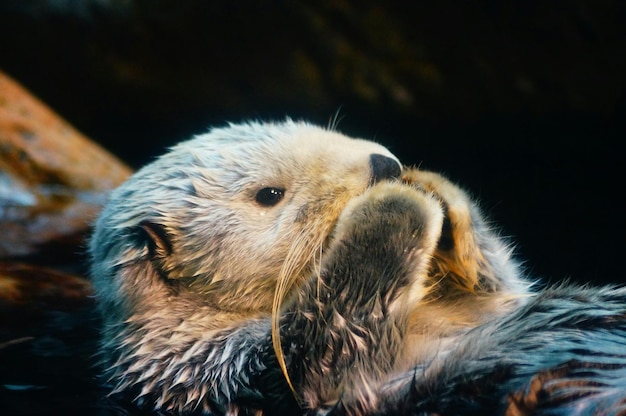 Vue rapprochée de la loutre de mer humide