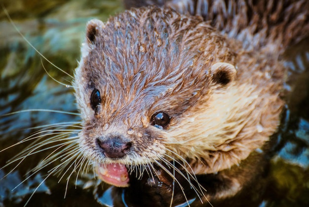 Vue rapprochée de la loutre