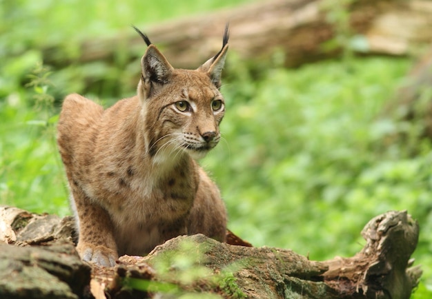 Vue rapprochée d'un lynx assis à l'extérieur