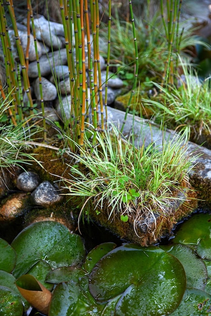 Vue rapprochée des lys d'eau dans un étang