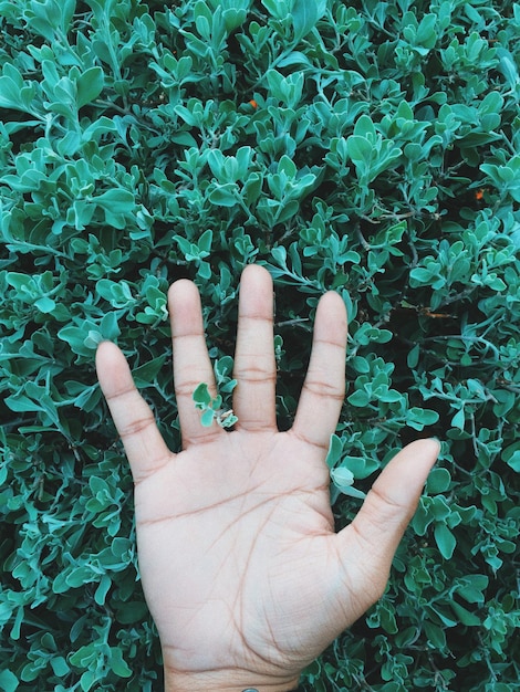 Photo vue rapprochée de la main contre les plantes