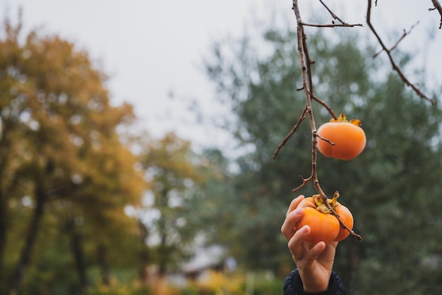 Vue rapprochée d'une main d'un enfant cueillant un fruit kaki mûr