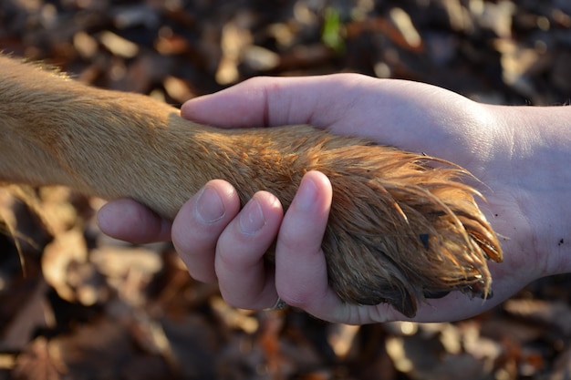 Photo vue rapprochée d'une main humaine tenant la jambe d'un chien