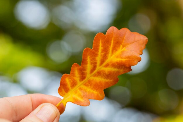 Photo vue rapprochée de la main tenant une feuille de chêne éclairée en arrière-plan un jour d'automne dans la forêt