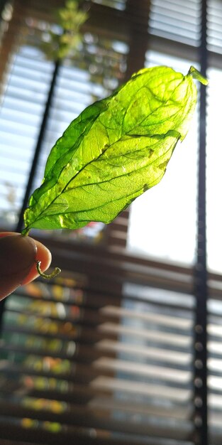 Photo vue rapprochée d'une main tenant une feuille