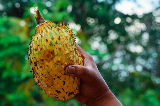 Photo vue rapprochée d'une main tenant des fruits