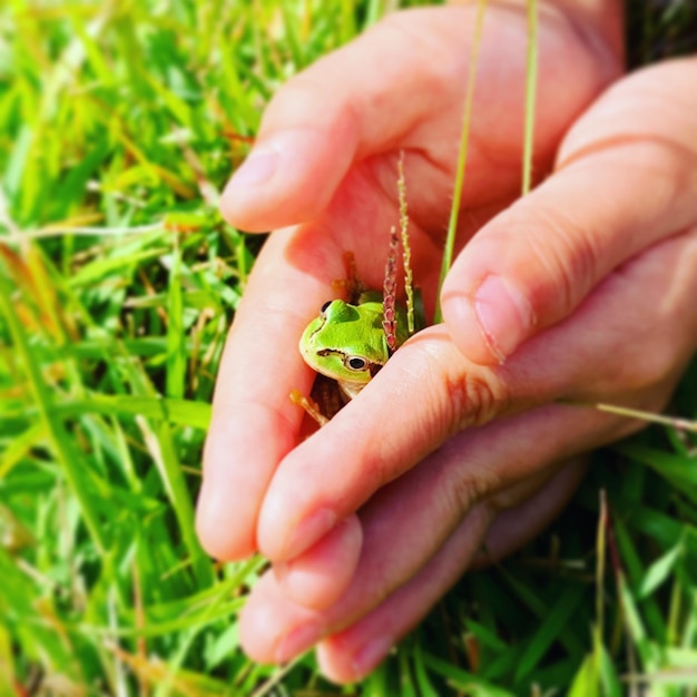 Vue rapprochée d'une main tenant un petit insecte