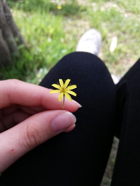 Vue rapprochée d'une main tenant une petite fleur