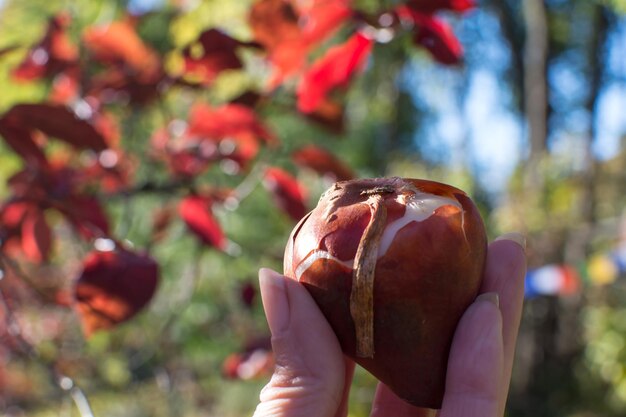 Photo vue rapprochée de la main tenant une pomme