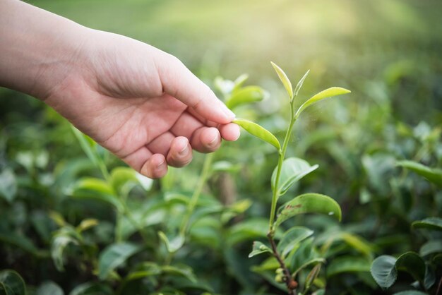 Vue rapprochée de la main touchant les feuilles de thé à la ferme
