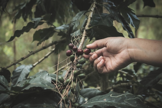 Vue rapprochée de la main touchant le fruit qui pousse sur la plante