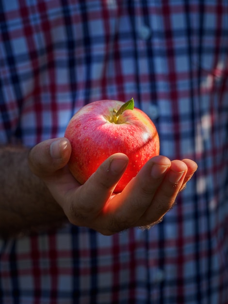 Vue rapprochée des mains d'agriculteurs montrant une pomme rouge. Les mains des agriculteurs avec des pommes rouges fraîchement récoltées.