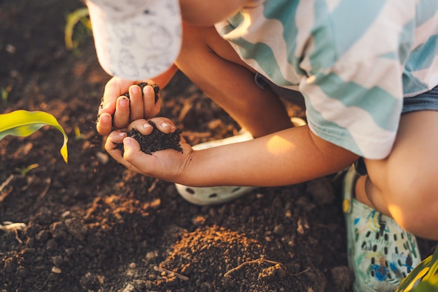 Vue rapprochée des mains de l'enfant jouant dans le champ de maïs Scène d'activités de loisirs et de vacances Enfant à l'extérieur en été