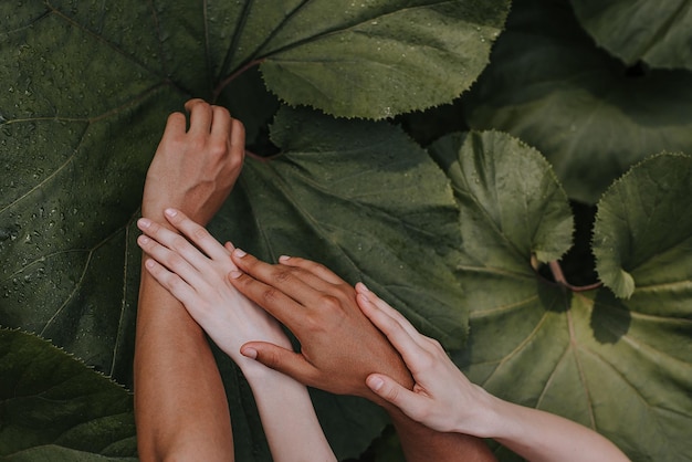 Vue rapprochée des mains sur les plantes