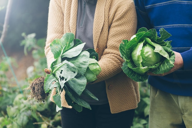 Vue rapprochée de mains tenant des légumes