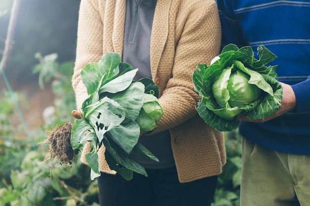 Photo vue rapprochée de mains tenant des légumes