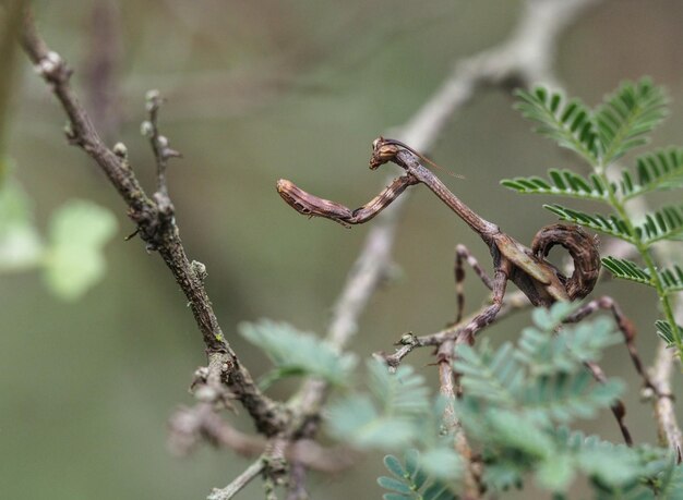 Photo vue rapprochée de la mantie religieuse sur une plante