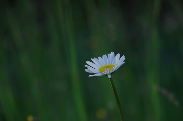 Vue rapprochée de la marguerite au crépuscule