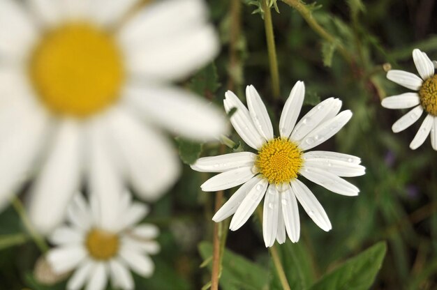 Photo vue rapprochée d'une marguerite blanche en fleurs dans un champ