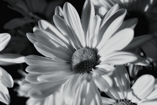 Photo vue rapprochée d'une marguerite en fleur dans le jardin