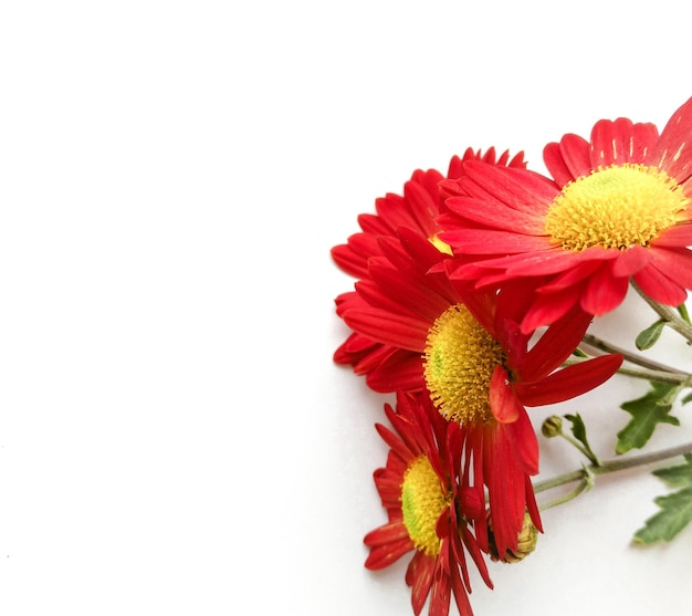 Vue rapprochée de la marguerite rouge sur fond blanc