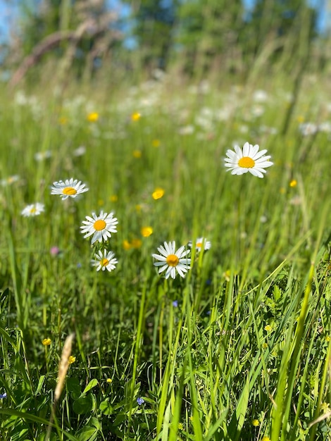 Vue rapprochée des marguerites blanches sur le champ