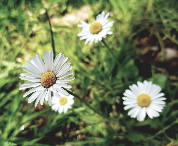 Photo vue rapprochée des marguerites blanches sur le champ