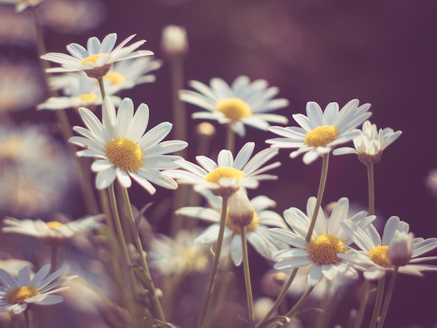 Vue rapprochée des marguerites blanches qui poussent à l'extérieur