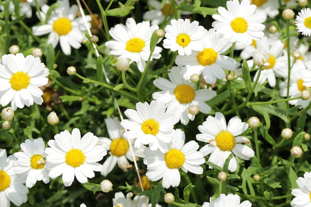 Photo vue rapprochée des marguerites blanches qui poussent sur la plante