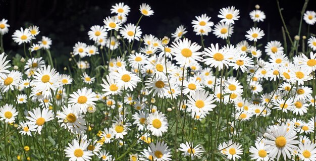 Vue rapprochée des marguerites sur le champ