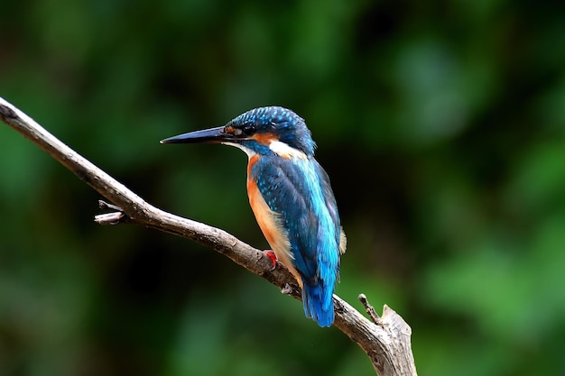 Vue rapprochée d'un martin-pêcheur commun perché sur une branche