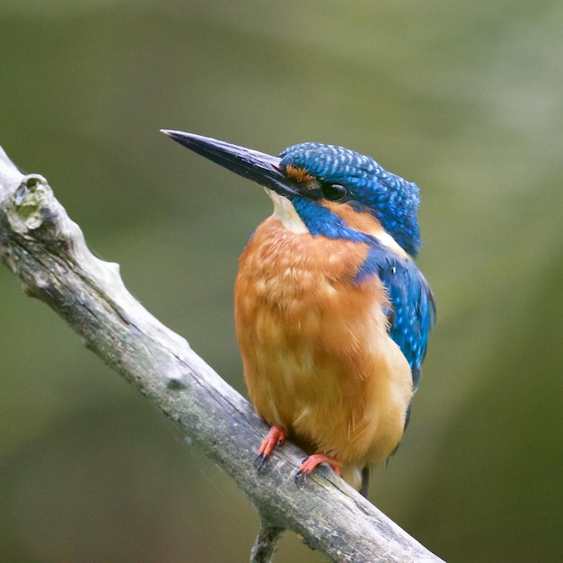 Vue rapprochée d'un martin-pêcheur perché sur une branche d'arbre