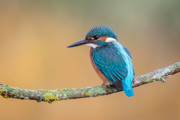 Vue rapprochée d'un martin-pêcheur perché sur une branche