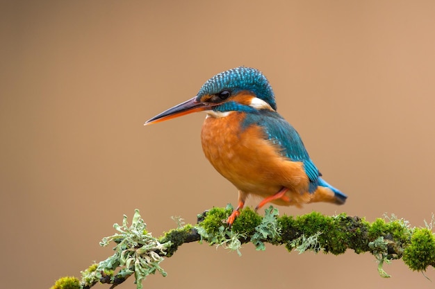 Vue rapprochée d'un martin-pêcheur perché sur une brindille