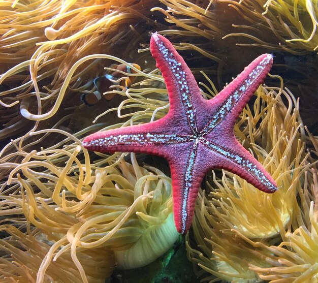 Photo vue rapprochée des méduses dans l'aquarium