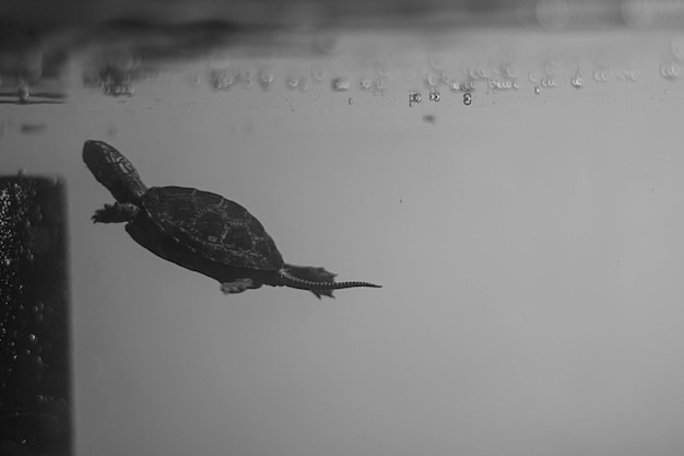 Photo vue rapprochée de méduses dans l'eau