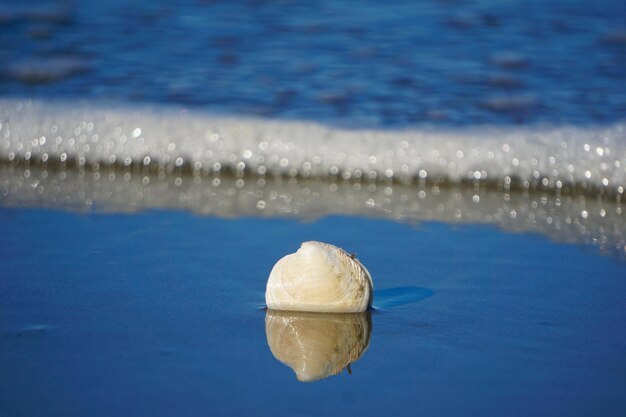 Photo vue rapprochée de méduses dans l'eau