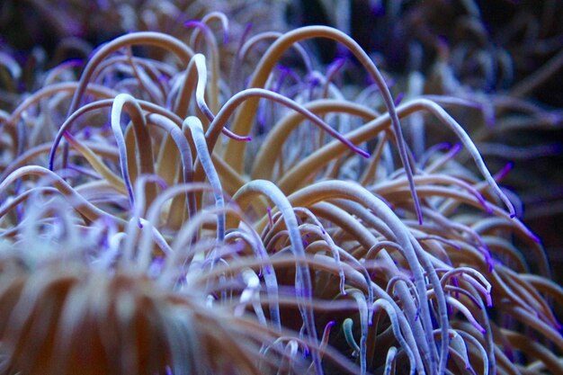 Photo vue rapprochée des méduses en mer