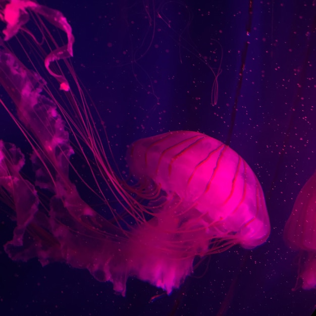 Photo vue rapprochée de méduses nageant dans un aquarium