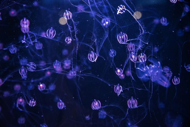 Photo vue rapprochée de méduses nageant dans l'eau