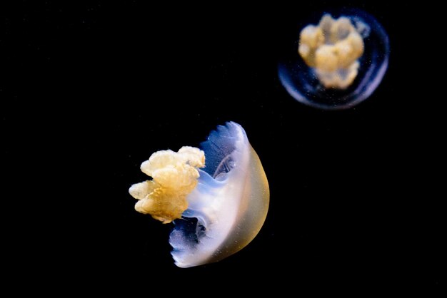 Photo vue rapprochée de méduses nageant en mer