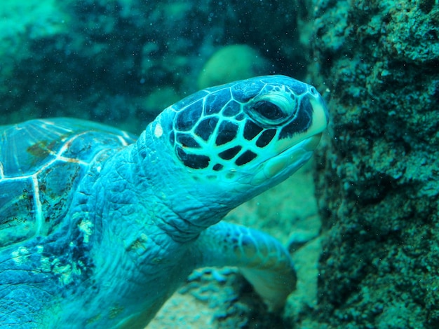 Vue rapprochée de méduses nageant en mer