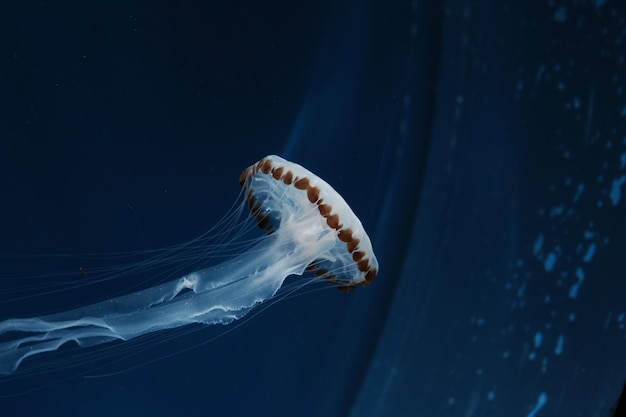 Vue rapprochée de méduses nageant en mer