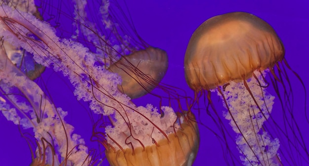 Vue rapprochée de méduses nageant en mer