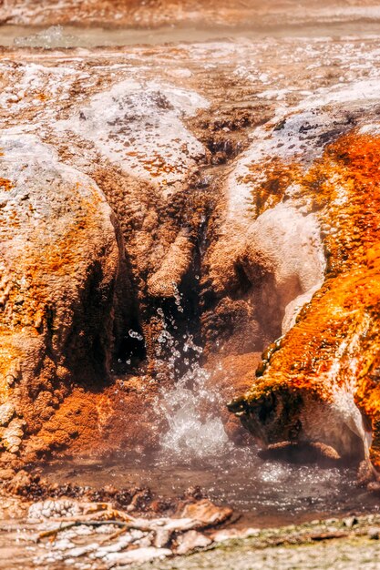 Photo vue rapprochée de méduses sur des rochers en mer