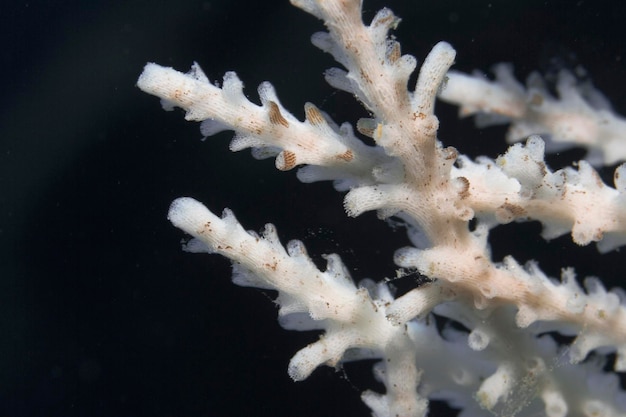 Vue rapprochée d'une mer tropicale corallienne en train de mourir