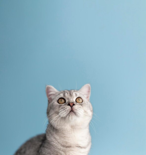 Vue rapprochée d'un mignon chat britannique blanc sur un large fond bleu xA