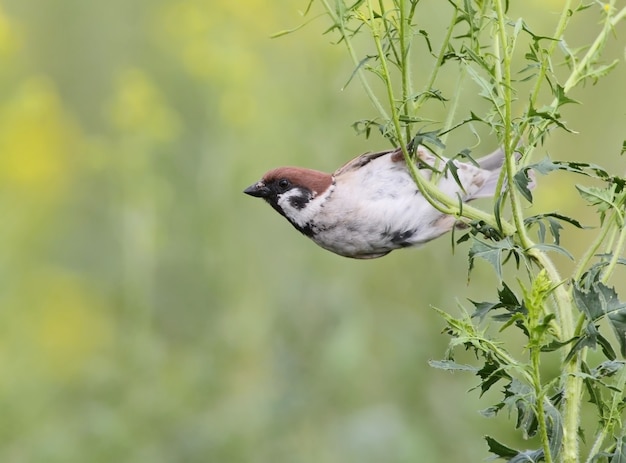 Vue rapprochée sur le moineau domestique mâle avec fleurs jaunes