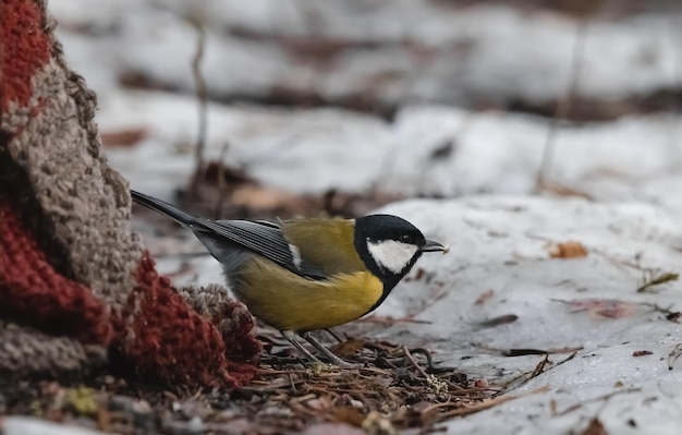 Vue rapprochée d'un moineau mâle debout seul sur une branche avec de la neige sur une journée d'hiver ensoleillée